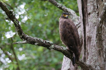 A serpent eagle perched on a branch