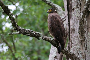 A serpent eagle perched on a branch