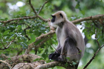 Langur in the jungles of Kabini, India