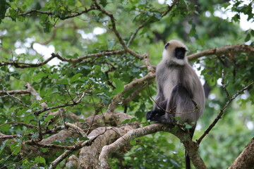 Langur in the jungles of Kabini, India