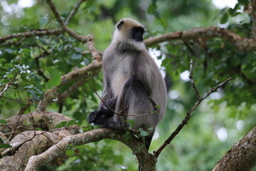 Langur in the jungles of Kabini, India