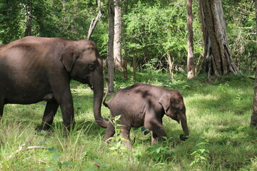 Elephant and calf in the jungles of Kabini, India