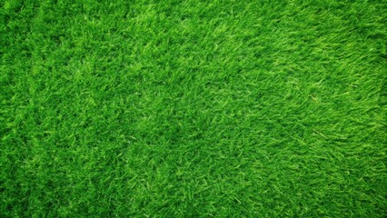 A top view image of a lush green grass lawn texture frame perfect for backgrounds or designs