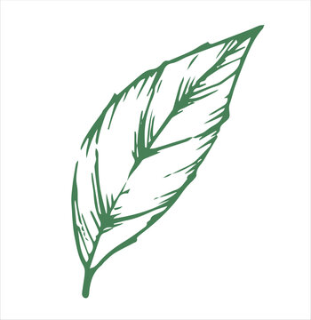 recommend clip art: green tea leaves. illustration in sketch style
