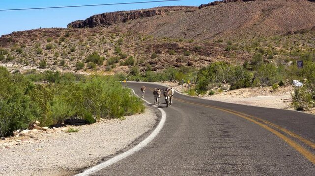 Herd of donkeys walking along historic Route 66 near Oatman, Arizona, in a desert landscape with rocky hills and sparse vegetation. 4K UHD video.