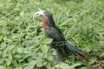 A young chestnut-breasted malkoha is preying on a common sun skink. This beautifully colored bird has the scientific name Phaenicophaeus curvirostris.