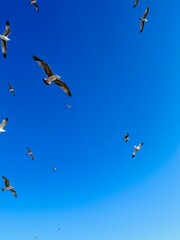 Minimalist photo of seagulls against a gradient blue sky