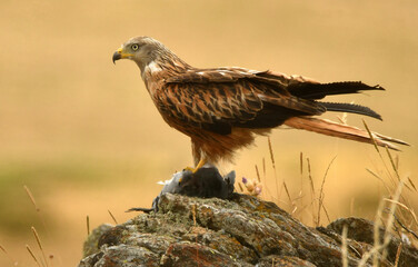 Obraz premium milano real con pesa sobre la roca