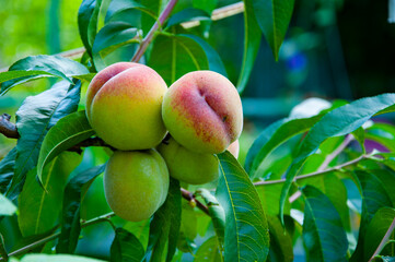Autumn fruit farming. Health and diet. Summer harvest. Harvest in autumn orchard. Peach tree. Orchard with ripe peach on branches. Peach trees full of fruit. Peach orchard in morning. Copy space