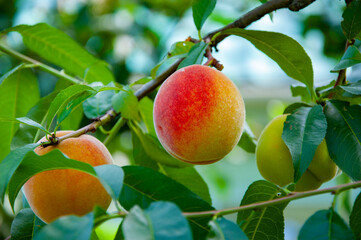 Health and diet. Summer harvest. Harvest in autumn orchard. Peach tree. Orchard with ripe peach on branches. Peach trees full of fruit. Peach orchard in morning. Autumn fruit farming. Agribusiness