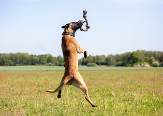 Belgian Shepherd jumping on the field with a rope in his mouth