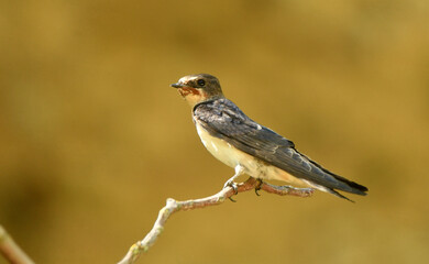 golondrina posada en una ramira