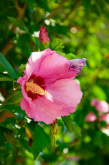 Nature of flower. Summer hibiscus in bloom. Blossoming hibiscus flower. Nature beauty. Hibiscus flower flowering in the garden. Flowering hibiscus flower. Eastern rosemallow blooming