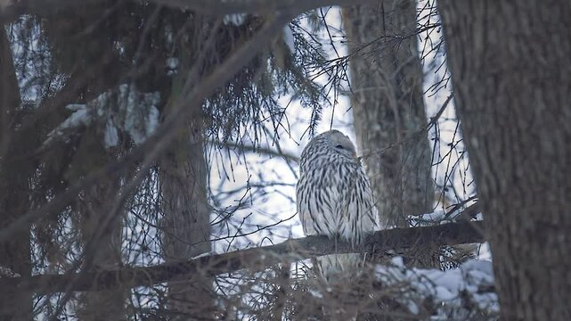 The owl (strix uralensis) hides high in a tree.