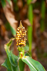 Agriculture and harvesting in farm. Corn crop. Maize harvest farming. Cultivation. Organic maize field. Corn crop harvest in village. Field of corn. Maize crop harvest. Indigenous maize