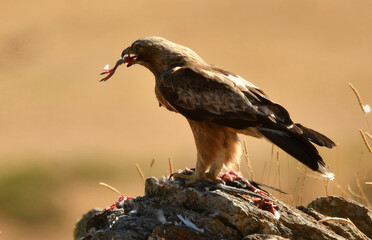 joven aguila imperial se come una presa