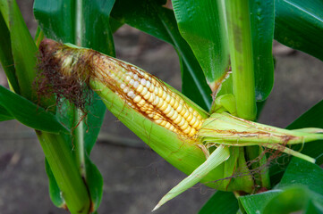 Organic maize field. Corn crop harvest in village. Field of corn. Maize crop harvest. Agriculture and harvesting in farm. Corn crop. Maize harvest farming. Cultivation. Sweet corn