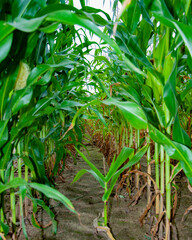 Field of corn. Maize crop harvest. Agriculture and harvesting in farm. Corn crop. Maize harvest farming. Cultivation. Organic maize field. Corn crop harvest in village. High-yield crop