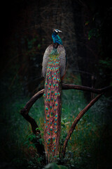Beautiful Peacock perched on a tree in the forests of Tadoba.