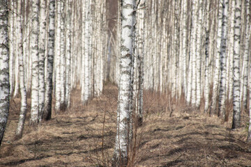 spring landscape with white birch trunks, trees without leaves in spring