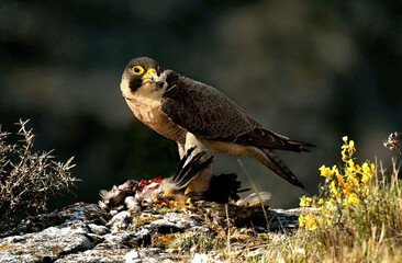 halcon peregrino con su presa