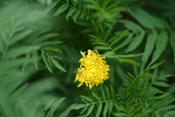 yellow dandelion flower