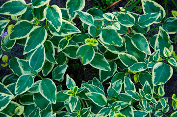 Green nature background. Natural vegetation background. Background of nature green color. Peony or periwinkle flower leaves