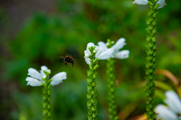 Bumble bee fly. Bumblebee on Physostegia dragonhead flowering flower in nature outdoor