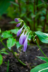 Hosta or plantain lily purple color flowering in outdoor garden
