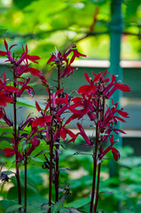 Lobelia red flower flowering outdoor in nature. Red flower of Lobelia. Nature beauty. Floral plant