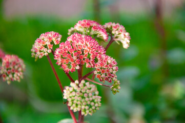 Pink orpine flower flowering in nature outdoor. Livelong orpine flower in nature. Moneybags