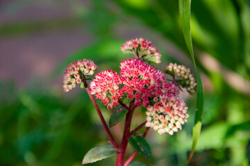 Fototapeta premium Pink orpine flower flowering in nature outdoor. Livelong orpine flower in nature. Harping Johnny