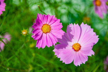 Fototapeta premium Cosmea flower in the summer nature garden outdoor. Beauty of nature. Flowering cosmea flower. Garden cosmos