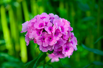 Fototapeta premium Phlox flower flowering pink color in outdoor garden. Floral nature. Flourish plant. Blooming flower