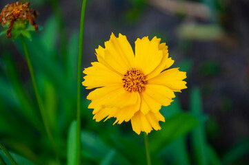Coreopsis lanceleaf flower flowering yellow color petals outdoor in nature garden