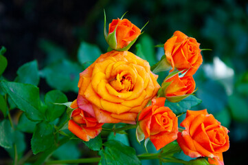 Rose bush. Beautiful fresh roses in nature. Orange peel tea roses bush in garden. Summer blooming flower. Soft flower petals. Rose garden in spring