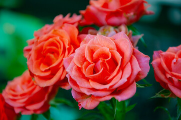 Beautiful fresh roses in nature. Crimson tea roses bush in garden. Summer blooming flower. Soft flower petals. Rose garden in spring. Rose bush