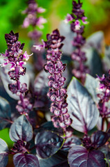 Obraz premium Bunch of fresh scented purple basil stems with leaves. Flavorful fresh purple basil stalks. Aromatic herbal basil herb. Organic farming. Organic healthy food. Basil fresh ingredient. Bright purple