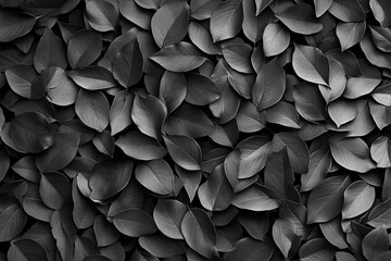 Decorative black leaf of ivy background