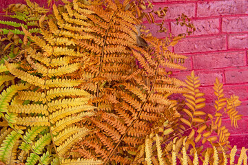 Yellow and orange fern leaves against a red brick wall. autumn background.