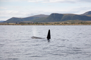 Wild killer whale orca in Andenes town on the polar line in Northern Norway