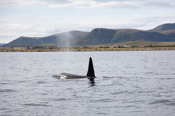 Wild killer whale orca in Andenes town on the polar line in Northern Norway