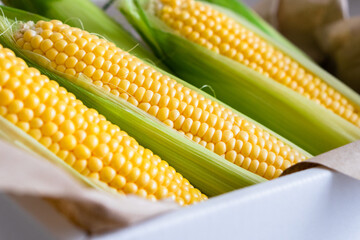 とうもろこし　ふるさと納税　返礼品