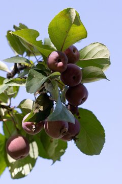 Plum Tree. Flatwoods Plum. Hog Plum. Prunus umbellata