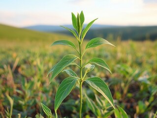 Obraz premium An amidst the beauty of the countryside, a young Withania plant can be seen growing in a field, exemplifying their dicotyledonous traits,