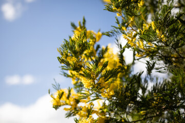 yellow wattle blossoms flowers close up blue sky blur tree spring