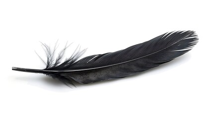 feather of a bird on a white background close-up macro