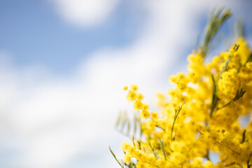 yellow wattle blossoms flowers close up blue sky blur