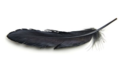 feather of a bird on a white background close-up macro