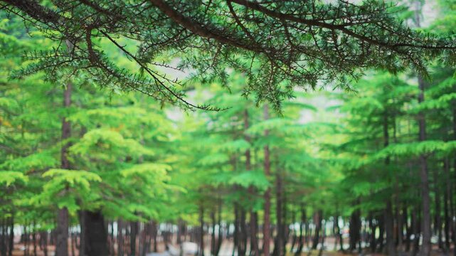 4K close up shot of pine tree branch in forest at Mini Manali in Udaipur, Himachal Pradesh, India. Nature background. Summer nature landscape. Environment, green trees, save forest concept.